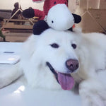 Soothing Squeaky Dog Toy – Bite-Resistant for Medium & Large Dogs