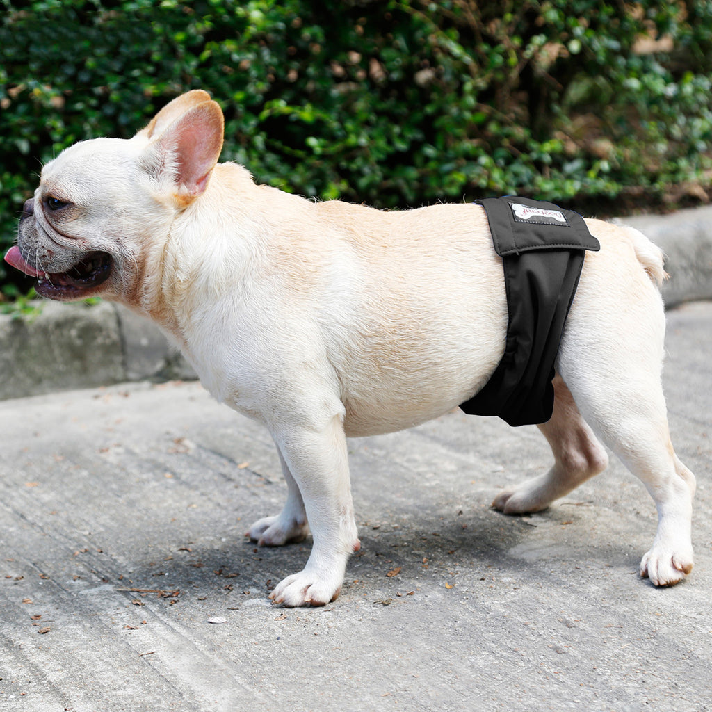 Male Dog Diaper & Restraint Belt – Washable Sanitary Pants