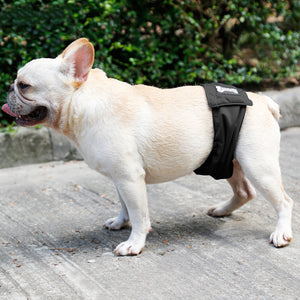 Male Dog Diaper & Restraint Belt – Washable Sanitary Pants