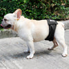 Male Dog Diaper & Restraint Belt – Washable Sanitary Pants